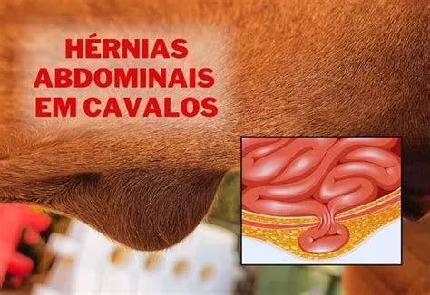 Saiba Identificar E Como Tratar As Hérnias Abdominais Em Cavalos