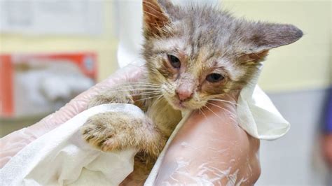 58 Cats Rescued From Iowa Home
