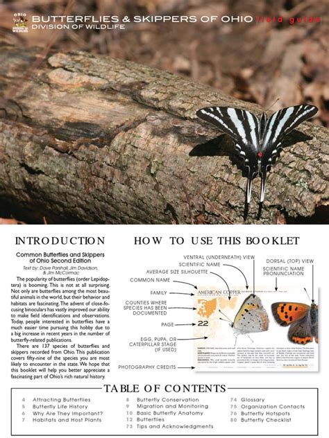 common butterflies and skippers of ohio field guide pdf pupa butterfly