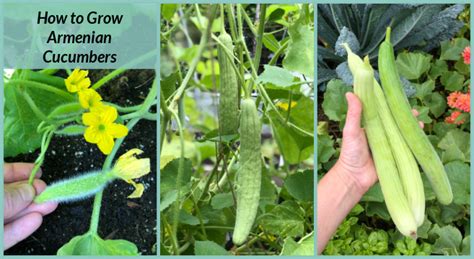 Armenian Cucumber A Productive Heat Tolerant Crop For The Food Garden
