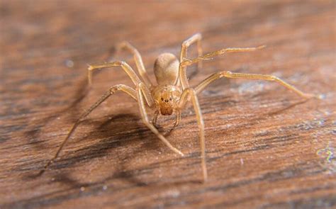 How To Identify Brown Recluse Spiders In San Antonio