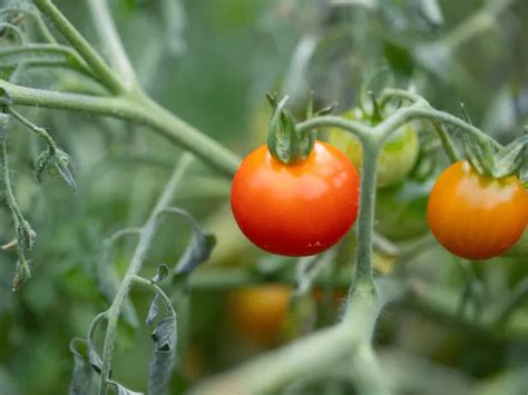 Tomato Fertilizer The Key To A Bountiful Harvest Complete Guide