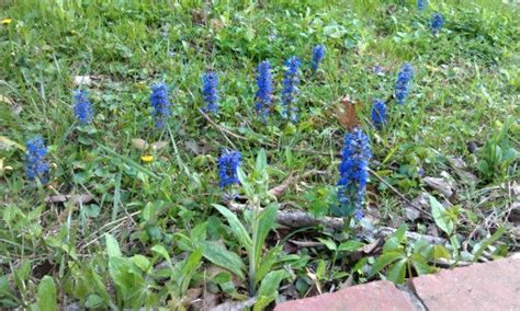 It covers roughly 500 species of weeds, and includes color photos as we continue to pull weeds from our gardens, we thought you might like a primer on 10 of the most common types that might be appearing in yours. Again Identify This Purple Spring Weed That Comes Each ...