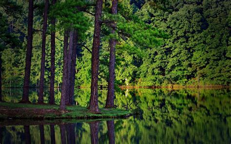 Nature Landscape Summer Trees Forest Lake Reflection Spruce