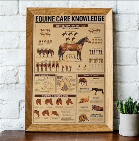 Equine Care Knowledge Poster Horse Conformationa Pain Face Reading A