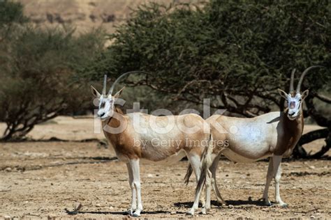 Wild Asian Antelope In Israeli Nature Reserve Stock Photo Royalty