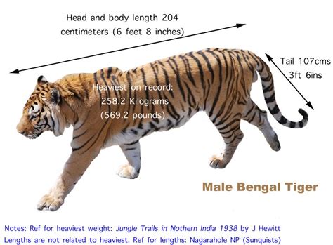 Bengal Tiger Size And Weight The Tiger Board Pinterest Bengal