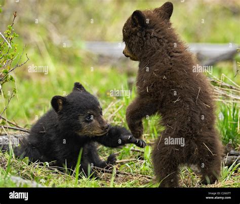 Black And Cinnamon Bear Cubs Wrestling Stock Photo Alamy