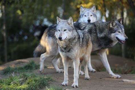 Oregon's Newest Wolf Pack May Be Growing | OutdoorHub