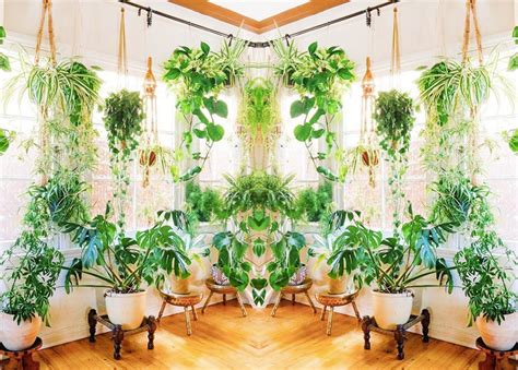 The Top 15 Hanging Indoor Plants