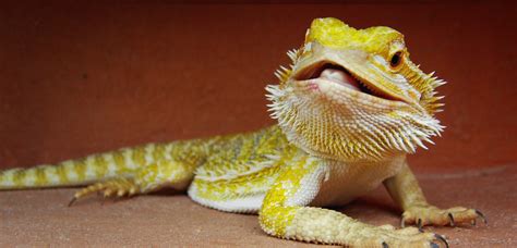 Bearded dragons are known to live up to 15 and sometimes 18 years. Baby Bearded Dragon | Geocaching Adventure Hunts New Treasure