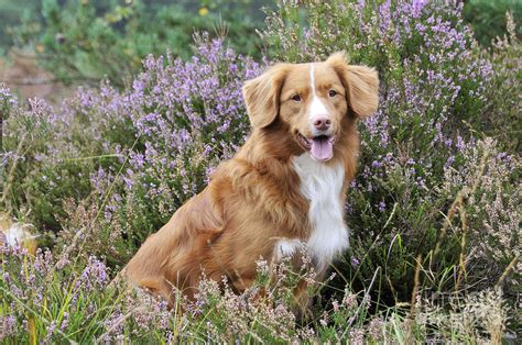 He is agile, quick and determined with a desire to work and please. Nova Scotia Duck Tolling Retriever Photograph by John Daniels
