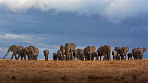 Bing Image Don T Forget—its World Elephant Day Bing Wallpaper Gallery