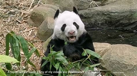 Giant Panda Kai Kai Lunchtime 大熊猫凯凯吃午餐 新加坡河川生态园 Youtube