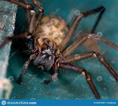 Close Up Of Male House Spider Stock Image Image Of Distributed Bird