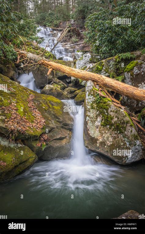 Rocky Mountain Rhododendron Hi Res Stock Photography And Images Alamy