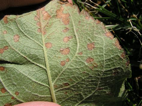 Frogeye Leaf Spot Black Rot — The Giving Grove