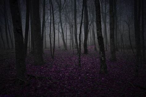 Requiem On Water Dreamy Forest Croatia By Lillianevill Night