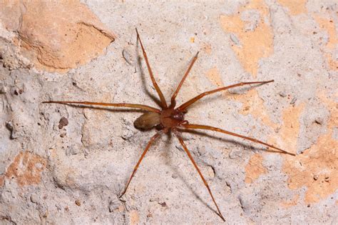 Deadly Spiders Invade Womans Georgia Home