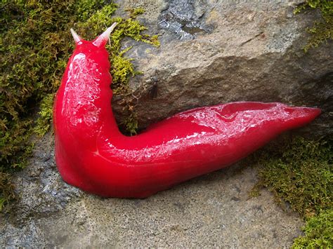 Photos Hot Pink Slug And 5 Other Rosy Animals National Geographic Blog