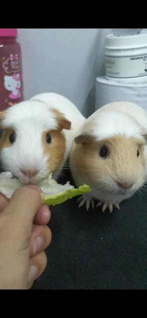 Guinea Pig Small And Furry Adopted 1 Year 7 Months Guinea Pigs From