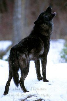 Wolf howling isolated over black. Pin on amigos peludos