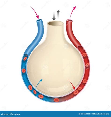 Intercambio De Gas De Alveolus Diagrama Del Alveolo En Los Pulmones