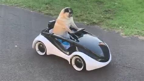 Super Cool Pug Cruises Along In Remote Controlled Car Youtube