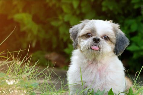 Once your hair starts to grow back, i swear those little baby hairs seem to be small and short for. Non-Shedding Dog Breeds - Pets Training and Boarding