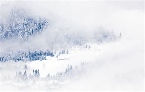 Snowy Fir Trees In Fog Winter In The Mountains Stock Image Image Of