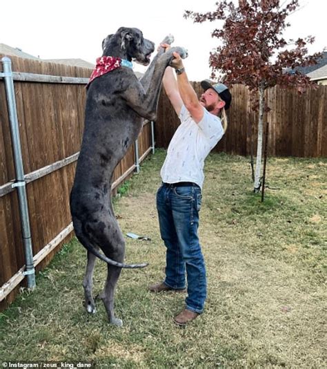 Worlds Tallest Dog Zeus The Great Dane Who Was 3ft 5in Dies Aged