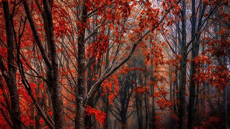 Autumn Forest Trees Red Leaves Fog Wallpaper