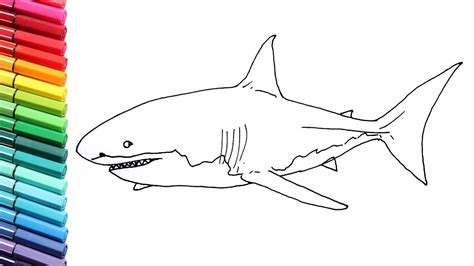 Will look and the actions involved. How to Draw Great White Shark - Drawing and Coloring ...