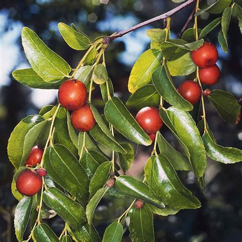 Jujube Fruit Everything You Need To Know Eatingwell