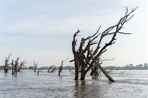 Upstream Dams Are Drowning Cambodias Protected Flooded Forest The