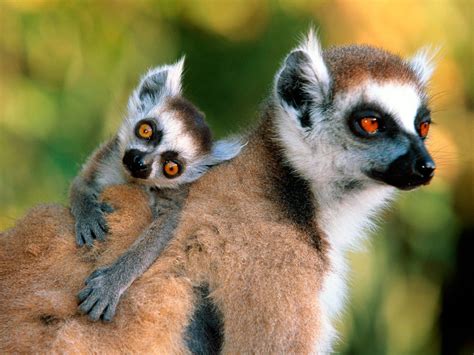 Lemurs Monkeys Photo 14750770 Fanpop