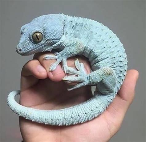 Pastel Blue Tookay Gecko Cute Reptiles Reptiles Amphibians
