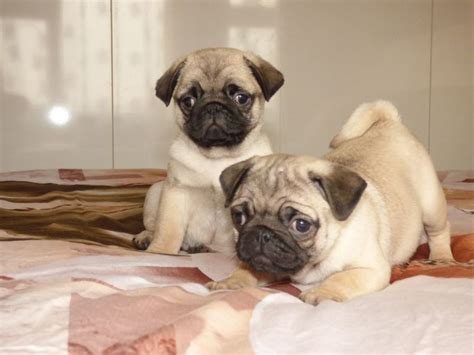 Find pug puppies and breeders in your area and helpful pug information. Pug Puppies For Sale | Arcadia, AZ #180734 | Petzlover