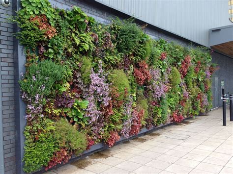 Preserved Green Wall Living Hedera Screens Natural Foliage Flower