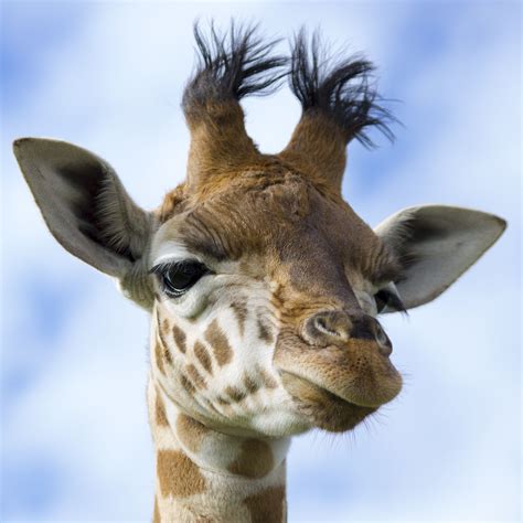 Baby Giraffe Portrait By Peter Aldridge Photo 92629993 500px