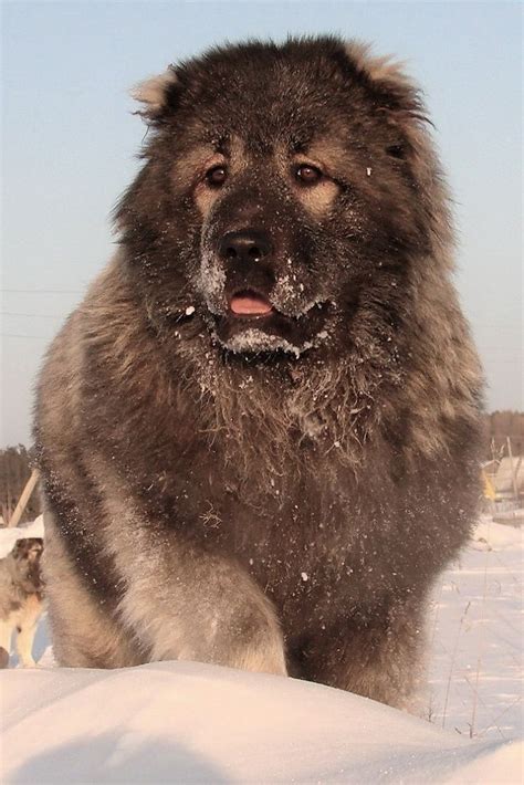 Do Caucasian Mountain Dogs Make Good Pets Russian Dog Breeds