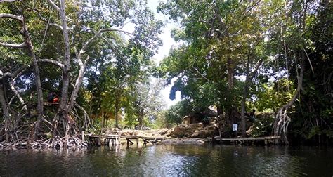 J3999 For 1 Person To Experience The Black River Safari Tour Irie