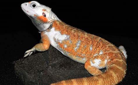 Baby Hypo Snow Bearded Dragon For Sale Hand Made