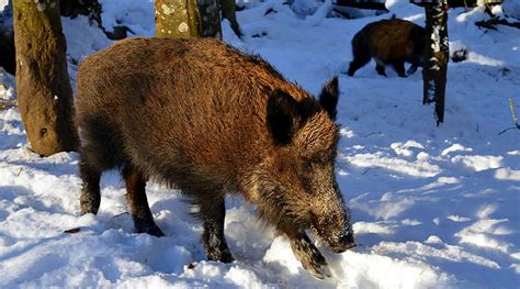 Huge Feral Hogs Creating Pigloos Throughout Canada Trapper Predator