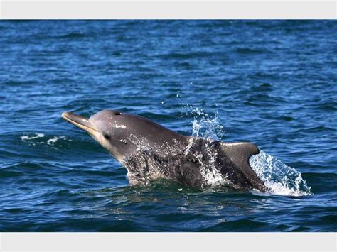 Talk On The Endangered Humpback Dolphin Kempton Express