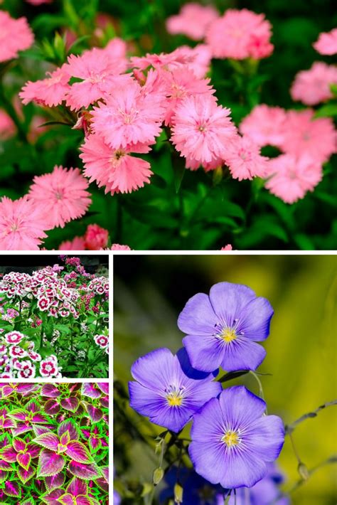 Maybe you would like to learn more about one of these? Pin on gardening