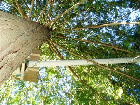 Closed canopies can hamper the development of vegetation beneath it because the crown prevents much needed sunlight from getting through. University of British Columbia Brings Rainwater Management ...