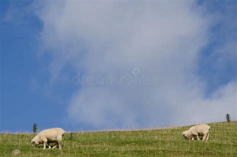Sheep Grazing In A Meadow Stock Image Image Of Ovine 208807187