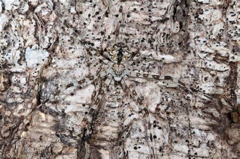 Can You Find These Camouflaged Animals 38 Pics