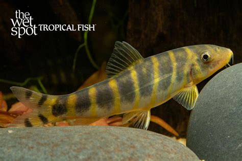 Wet Spot Tropical Fish Indian Loaches Botiidae